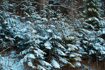 Snow on green tree branches in forest in winter
