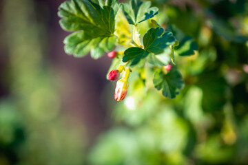 A bee collects nectar on currant branches.