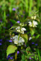 bl&uuml;hende brennnesseln 