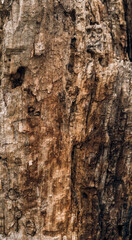 Obraz premium Dry old wood texture