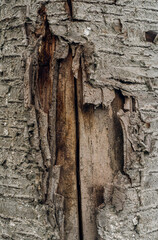 Dry old wood texture