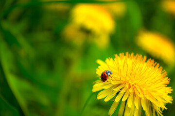 Yellow dandelions in the field. Ladybug on a flower. - obrazy, fototapety, plakaty