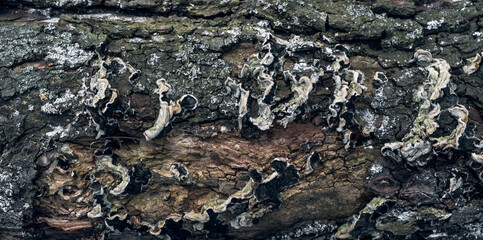 Dry old wood texture