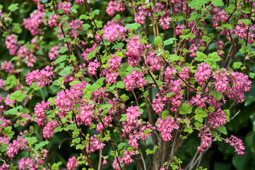 Beautiful closeup spring view of wild red-flowering currant (Ribes sanguineum) pink corolla and yellow stamens blossom growing in Ballinteer, Dublin, Ireland. Soft and selective focus