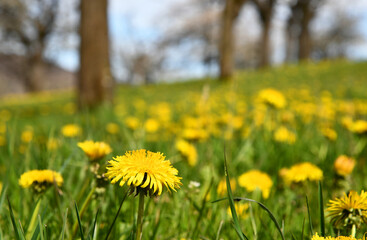 Taraxacum sect. Ruderalia