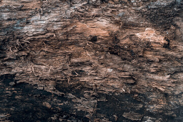 Dry old wood texture
