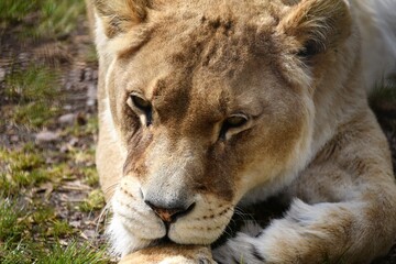 Lioness resting her head