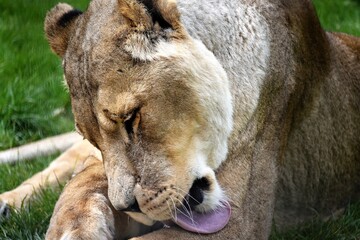 lion licking it's leg 