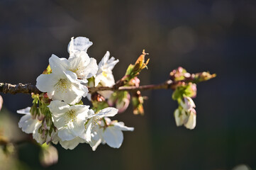 Beautiful blurry closeup view of delicate spring white cherry (Prunus Shogetsu Oku Miyako) blossoms flowering branch in Ballinteer, Dublin, Ireland. Soft and selective focus