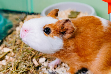 cute redhead with white guinea pig in a cage. selling pets in a pet store. 