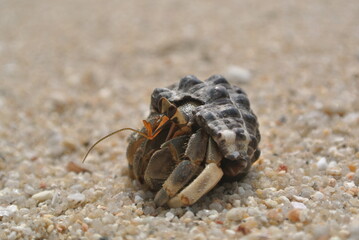 hermit crab