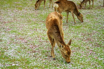 Flock of female wild deer eating Pink Sakura flower petal, Cherry Blossoms, in Nara park, Japan - 日本 奈良 奈良公園 桜の花びらを食べる鹿