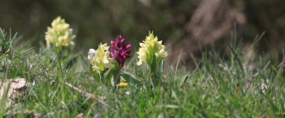 Orchid&eacute;es, orchis