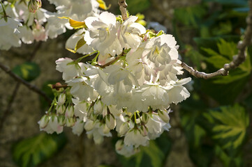 Beautiful blurry closeup view of delicate spring white cherry (Prunus Shogetsu Oku Miyako) blossoms flowering branch in Ballinteer, Dublin, Ireland. Soft and selective focus