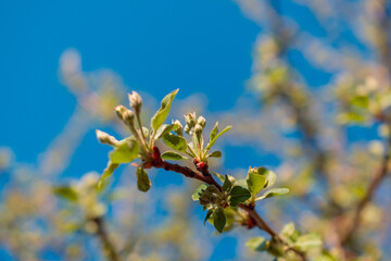 Apple flowers are preparing to bloom in early spring.
