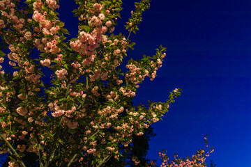 Night park and blooming sakura tree against the background of the night sky