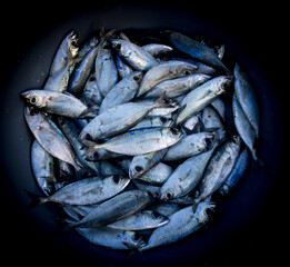 view of fresh catch of fish