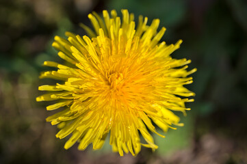 Beautiful closeup view of single spring yellow dandelion (Taraxacum officinale) flower, Dublin, Ireland. Soft and selective focus. Spring April-May yellow background