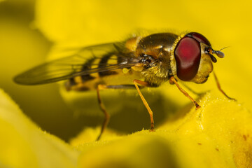 Hoverfly resting on a plant macro photo