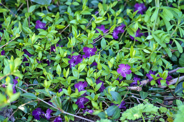 Beautiful closeup view of violet common periwinkle (Vinca Apocynaceae) flowers used in chromo therapy to reduce anger and anxiety, Ballinteer, Dublin, Ireland. Soft and selective focus