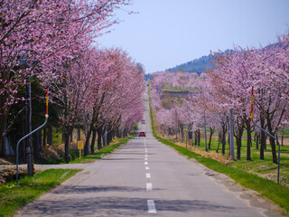 中札内村の桜