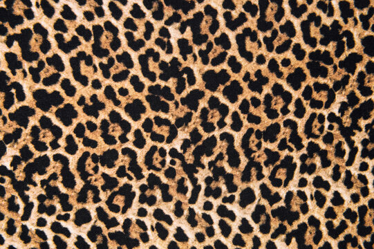 Leopard Print Images – Browse 181,637 Stock Photos, Vectors, and Video |  Adobe Stock