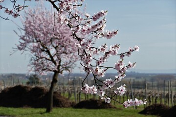 Weiss blühender Mandelzweig mit Mandelbaum und Landschaften im Hintergrund in der Pfalz