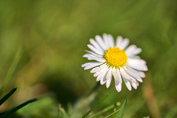 Beautiful profile macro view of small single low growing chamomile (Mayweed) flower with pink colored petals on green blurry background, Dublin, Ireland. Soft and selective focus. High resolution