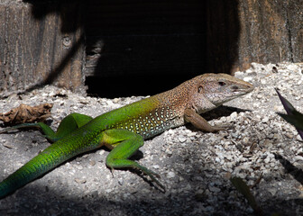 South and Central American lizard called ameiva ameiva , or giant ameiva, with green tail and brown head has found its way to south west Florida.