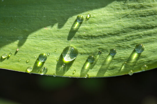 Beautiful closeup view of green super hydrophobic spring garden tulip leaves with water drops of morning dew, Dublin, Ireland. Soft and selective focus. High resolution macro