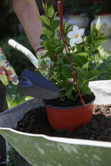 Woman replanting flowers in pot with soil at back yard. Spring outdoor chores.