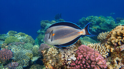 Sohal surgeonfish or sohal tang or arabian surgeonfish (Acanthurus sohal) undersea, Red Sea, Egypt, Sharm El Sheikh, Nabq Bay
