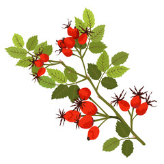 Illustration of a rosehip branch with red ripe berries and leaves on a white isolated background.