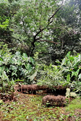 tree in tropical forest