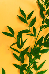 Fototapeta na wymiar leaves on a yellow background