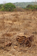 dry season in guinea