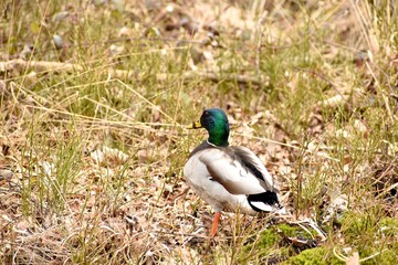 duck on the grass