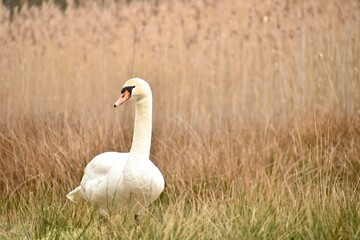 swan standing in front of reeds