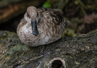 mallard duck on the ground