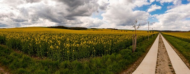 Panorama of a yellow-flowered rapeseed field and cloudy sky in the background