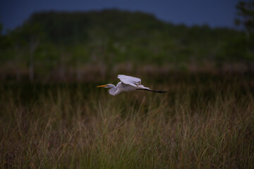 heron in flight