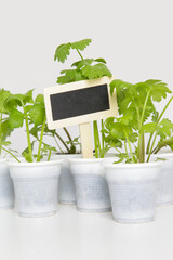 Small plants in pots ready for transplanting with blank wooden garden plant tag