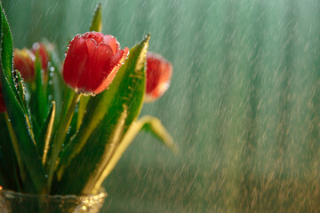 Bouquet of tulips in a vase. Tulips blossomed in red flowers. The bouquet is covered with rain drops. Drops are falling in the background. High quality photo