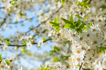 Branch of spring blossoming cherry tree with beautiful white flowers. spring background