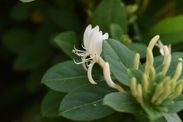 Japanese honeysuckle flowers. Caprifoliaceae evergreen vine tree.
 