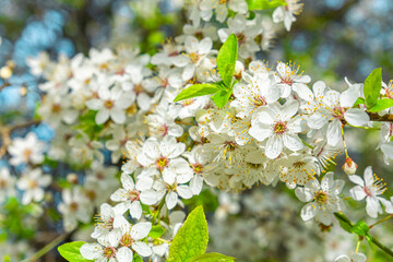 Spring blossoming cherry tree with beautiful white flowers. spring nature background. close up