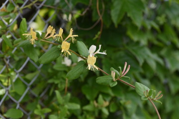 Naklejka na ściany i meble Japanese honeysuckle flowers. Caprifoliaceae evergreen vine tree. 