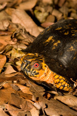 Box Turtle