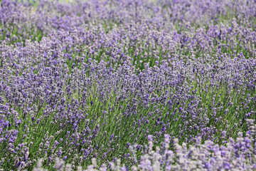 Fototapeta premium Lavender field , New Zealand
