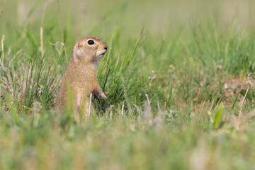 Naklejka na ściany i meble Ground squirrel Spermophilus pygmaeus, he stands in the grass and watches
